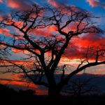 angola, cerveja, bela